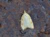 360142 – Photo : Georges Vermelle – France (62)